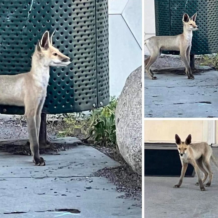Images published to Facebook of a fox reportedly seen near a Yellowknife high school.